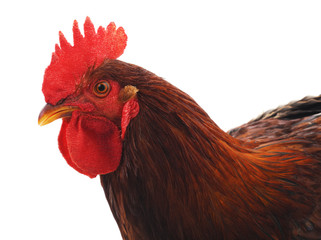 Red cock.