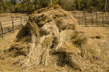 The straw haystack on the field after harvesting