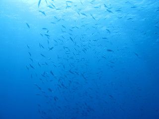 Underwater scene with fishes.