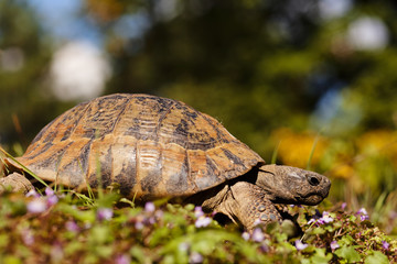 turtle in the grass
