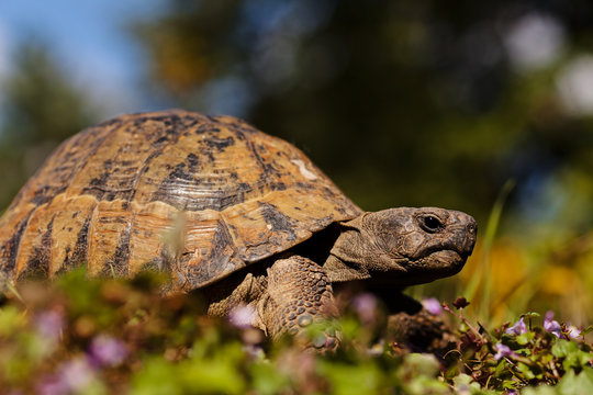 turtle in the grass