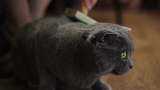 British Cat Grooming At Home