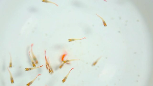 Many small babies of guppy fish swimming calmly in water in first half of video. Food falls down on water, fish becomes furious searching for it. Close up top view of 2 months old funny fish.