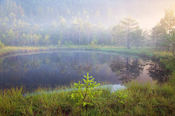 Naklejka na ściany i meble Beautiful morning in the forest near Saint Anna lake in Transylvania