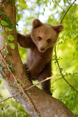 Little bear on the tree
