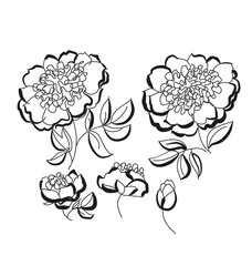 peony floral sketch. spring flower vector illustration. black an