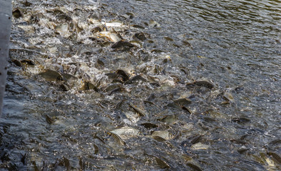 Many fish are fighting eat for food in river