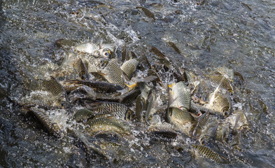 Many fish are fighting eat for food in river