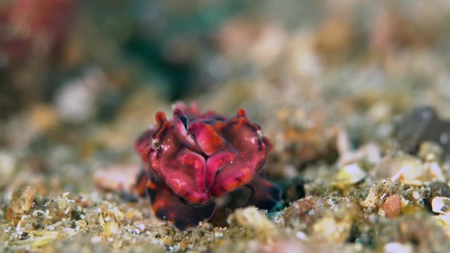 Flamboyant cuttlefish (Metasepia pfefferi) close-up