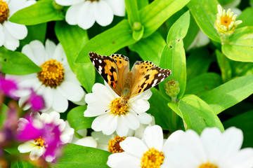 Schmetterling beim Nektarsaugen