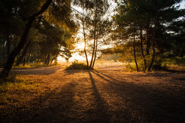 Forest celebrating the sunrise.