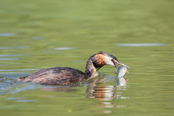 Great crested grebe with prey (Podiceps cristatus), Italy