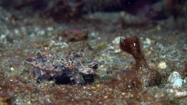 Flamboyant cuttlefish (Metasepia pfefferi) camouflaging itself in the sand