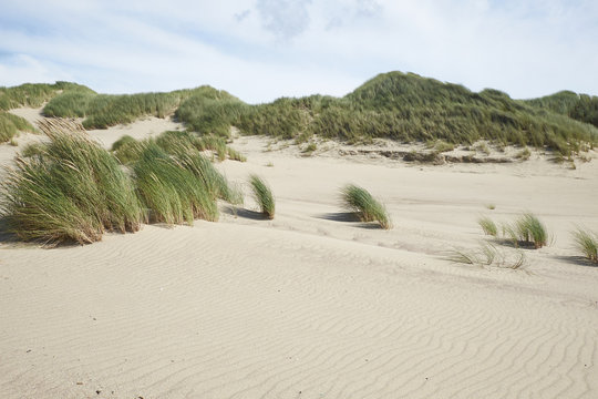Netherlands, Holland, Zeeland, Domburg, dunes, nature reserve