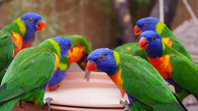 Allfarblori, Trichoglossus haematodus, bei der Nahrungsaufnahme