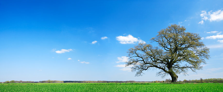 Nicely Shaped Oak Tree on Meadow in Spring Landscape under Blue Sky with Clouds