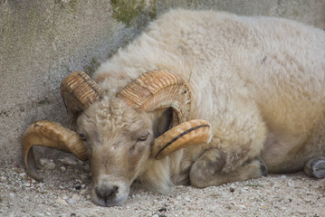 Primo piano di un ariete che dorme