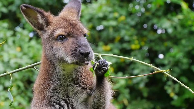 Bennettk&auml;guru frisst Bl&auml;tter, Macropus rufogriseus