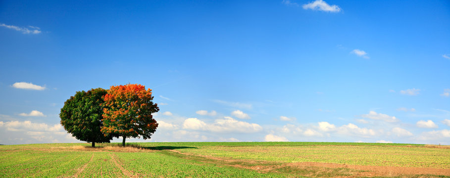 Twin Maple Trees on Field in Autumn Landscape, Leaves Changing Colour, blue sky with clouds