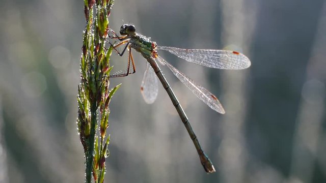 Libelle trocknet ihre Fl&uuml;gel, Lestes sponsa