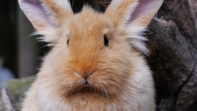 Kopf von Kaninchen
