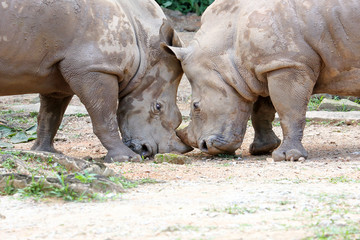 Fototapeta premium Asian rhino rhinoceros
