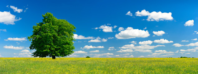 Mighty Oak Tree on Wild Flower Meadow in Summer Landscape under Blue Sky with Clouds
