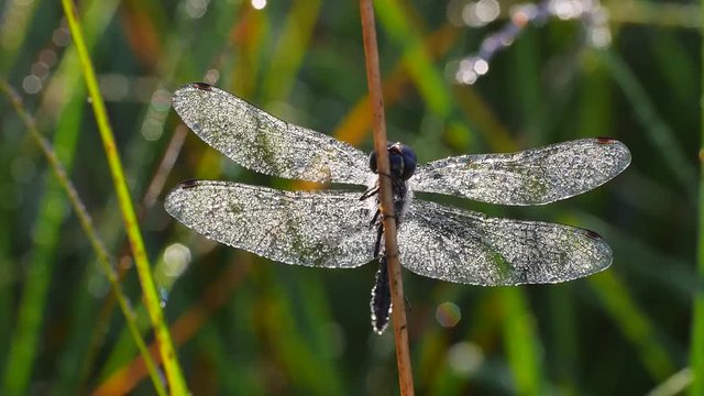 Libelle mit Morgentau