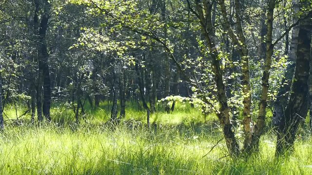 Moorgebiet im Emsland mit Moorbirken