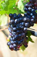 purple red grapes with