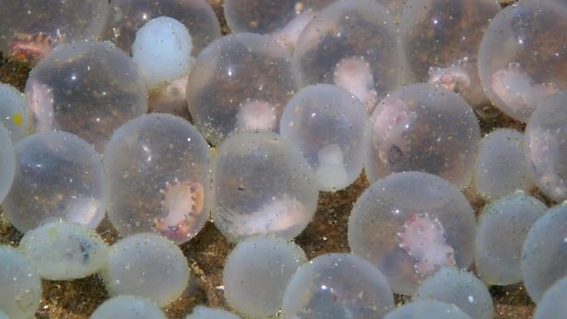 Flamboyant cuttlefish (Metasepia pfefferi) eggs