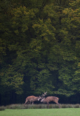 cerf brame combat duel cervidé affrontement animal roi forêt