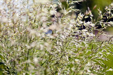 tall grass in a field
