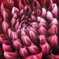 Dark red flower petals, close up and macro of chrysanthemum, beautiful abstract background