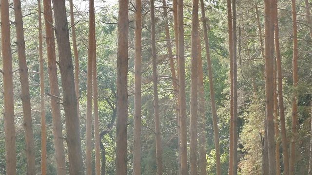 forest of pines in the summer slow motion video