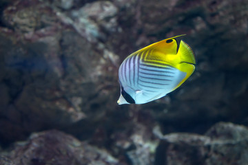 Fototapeta na wymiar Red Sea threadfin butterflyfish