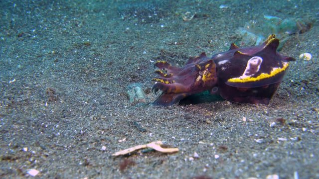 Flamboyant cuttlefish (Metasepia pfefferi) hunting and feeding