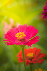 The background image of the colorful flowers