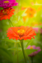 The background image of the colorful flowers