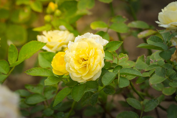 The background image of the colorful flowers