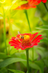 The background image of the colorful flowers