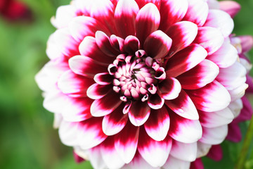 Macro of a white red dahlia