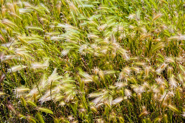 tall grass in a field