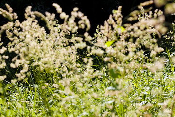 tall grass in a field