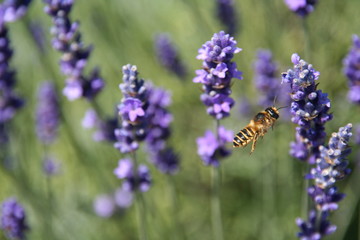 Pszczoła lecąca na polu lawendy