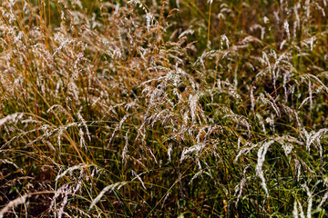 brown tall grass in a field