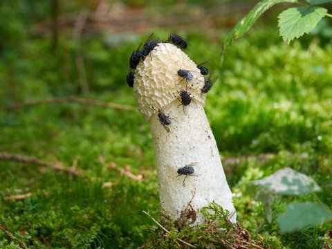 Common stinkhorn (Phallus impudicus)