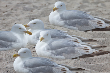 5 Möwen liegen im Sand