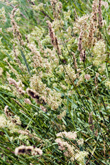 tall grass in a field