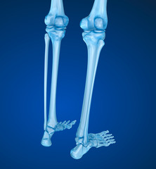 Human skeleton: Knee joint  . Medically accurate 3D illustration